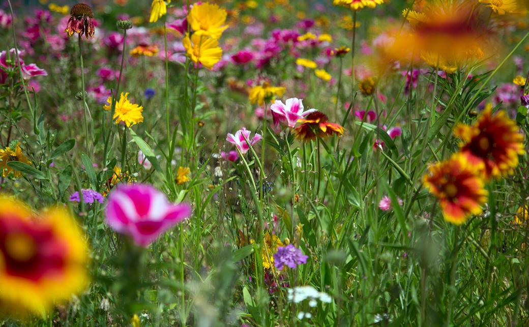 Spring flowers on campus