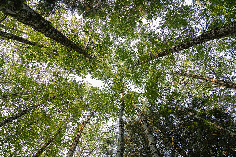 A photo of trees in North Vancouver.