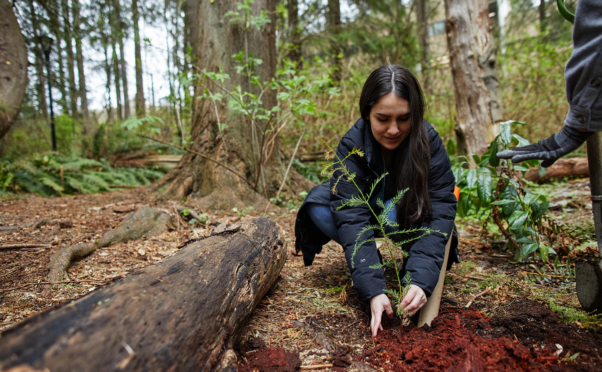 Student planting a sequoia tree