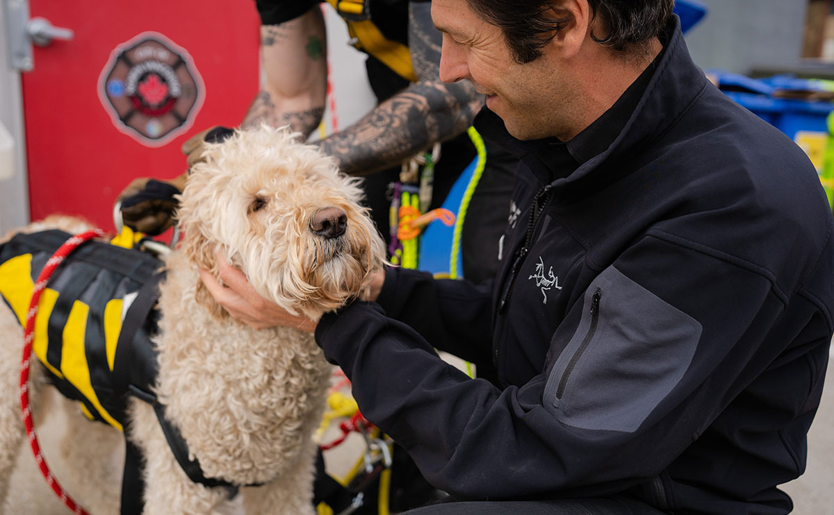 Close up of dog for demo