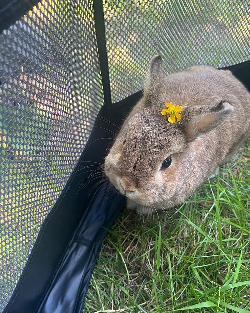 Matina Mahdavian pet bunny