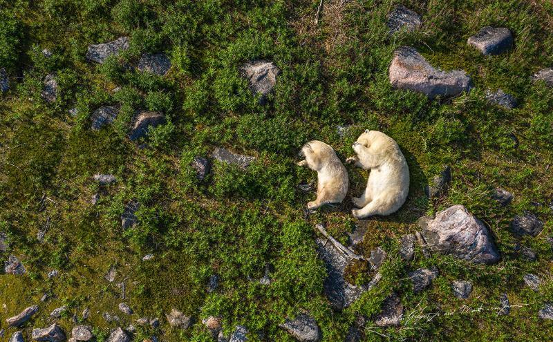 Polar bear sleeping with cub