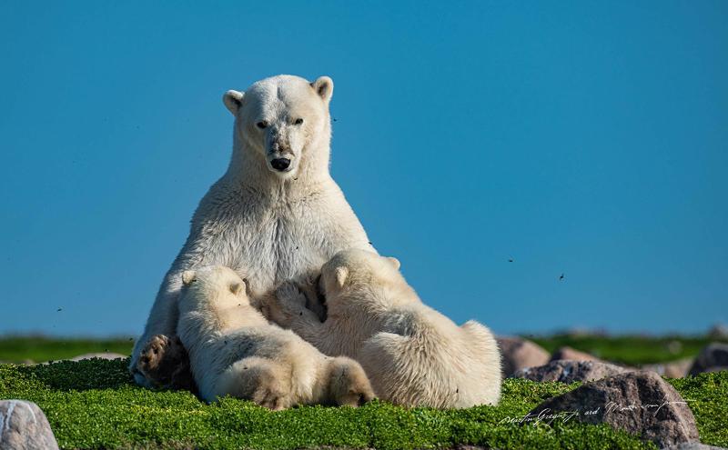 Polar bear nursing cub