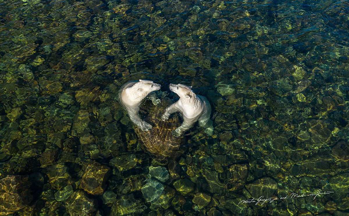 Two polar bears in the water