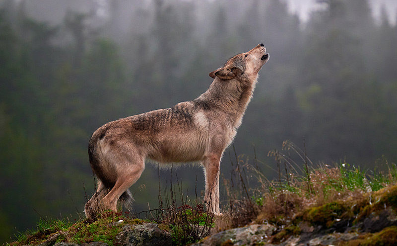 Tom McPherson's photo of 