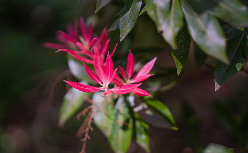 Flowers on the North Vancouver campus.