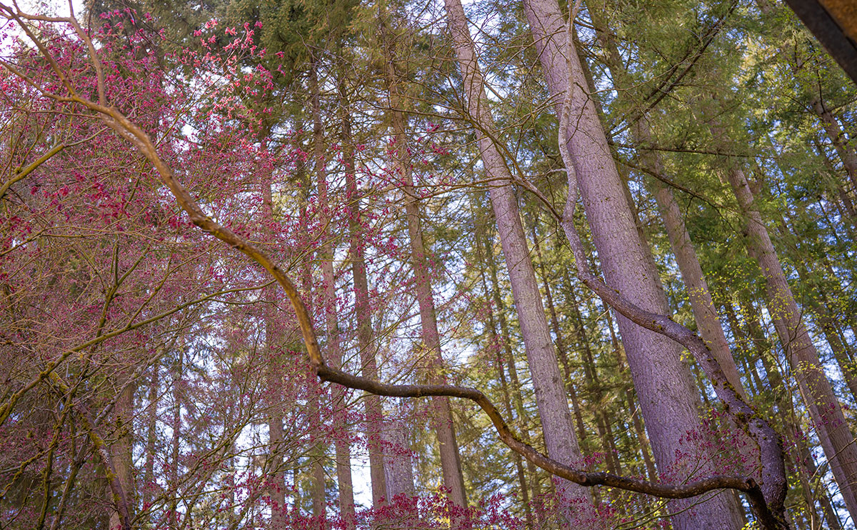 Photo of the beautiful trees at CapU's North Vancouver campus.
