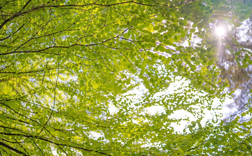 Trees on the Capilano University North Vancouver campus.