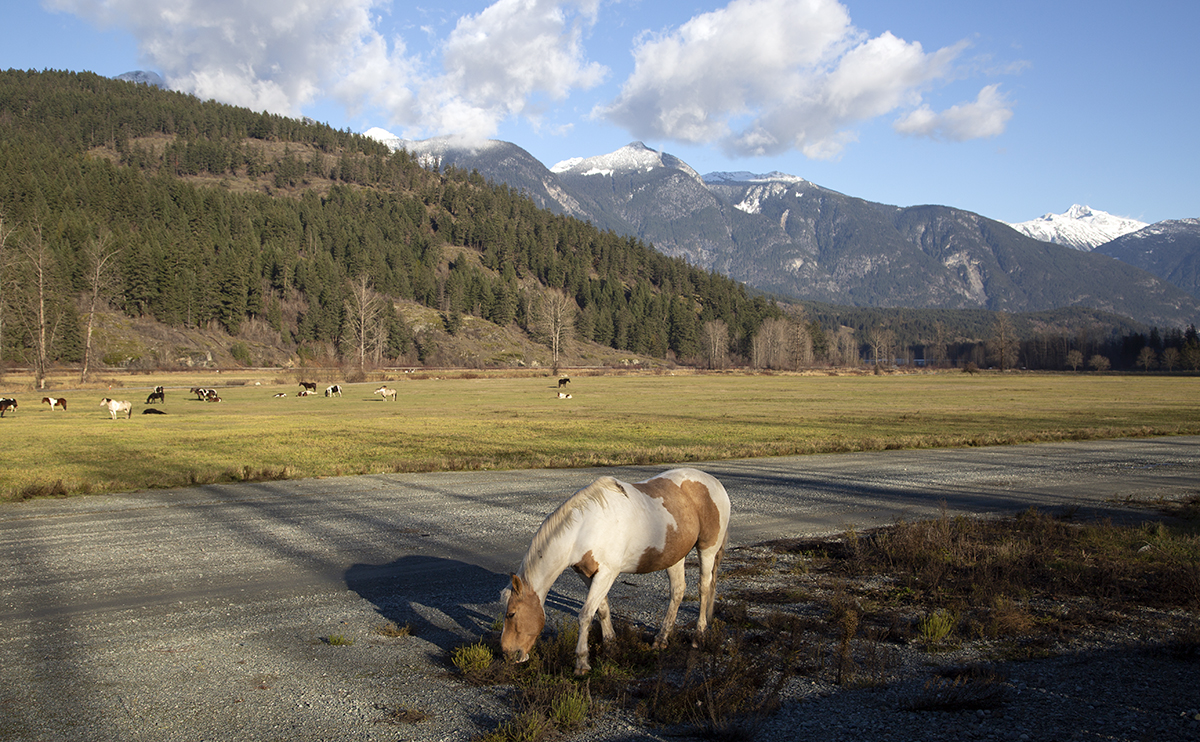 Horse grazing in field with mountains on the horizon