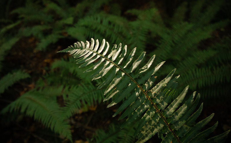 Society of Crows: Film Screening & Crow Talk