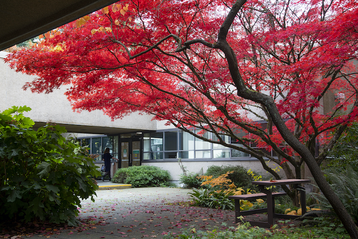 A photo of a tree at CapU's North Vancouver campus.