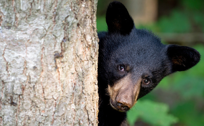 International Bear Day