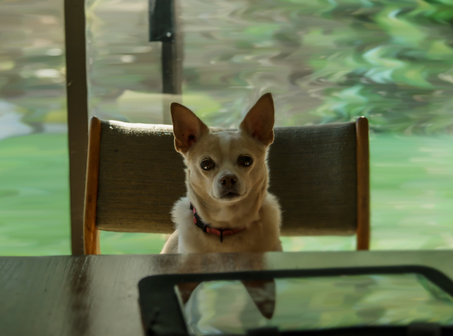 My pup Sookie “working from home.” Submitted by Becky Wayte. 