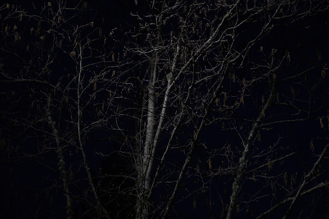 Trees in the Birch parking lot on March 25, 2020.