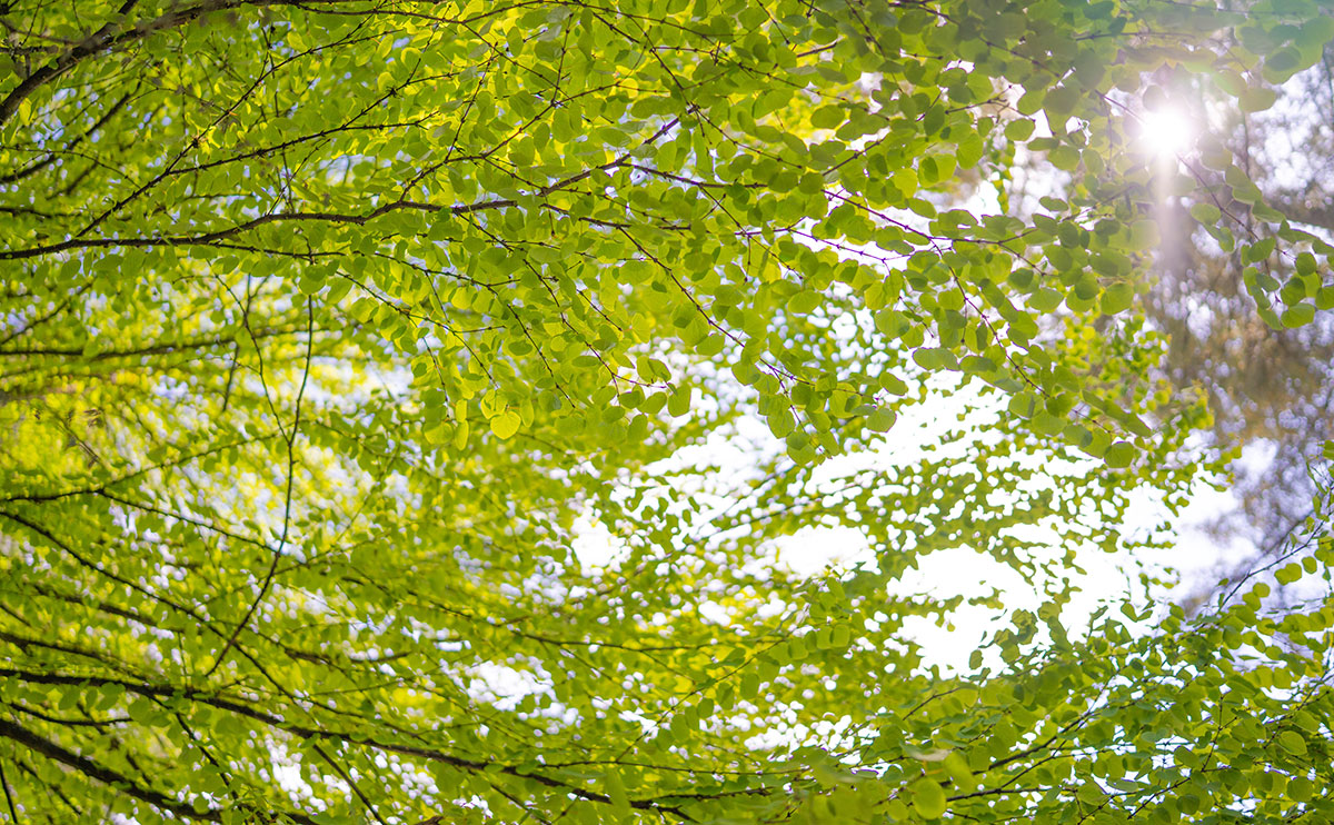 Tree leaves in the sunlight