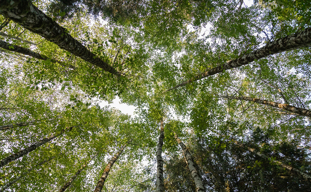 Howe Sound Biosphere Fund feature photo
