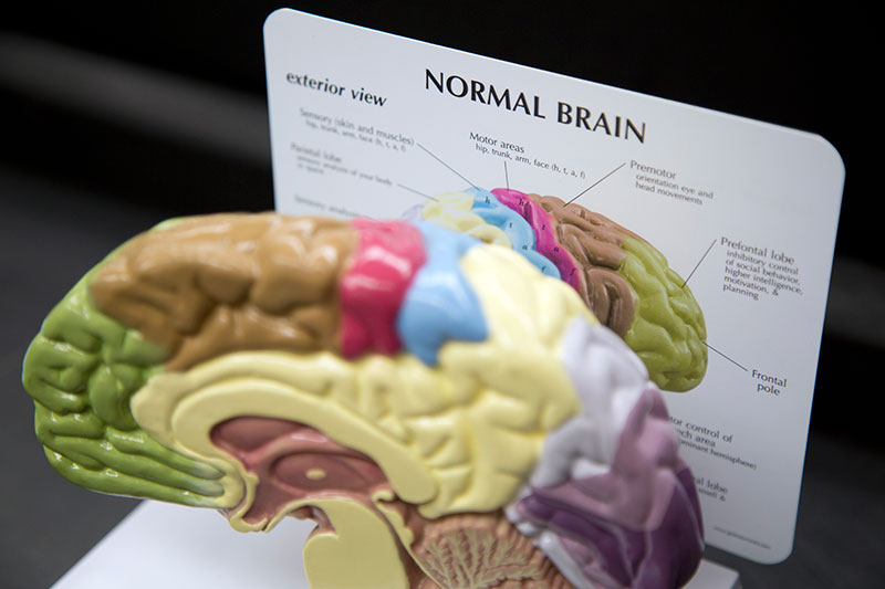 A scale model of a brain.