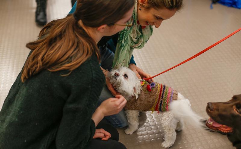 Therapy dogs visiting campus as part of Wellness Week